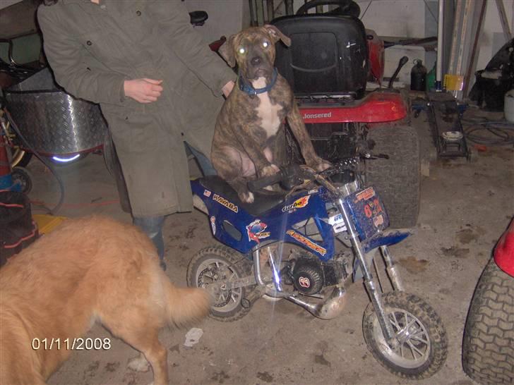 Amerikansk bulldog Topps Magic Mette - byens hurtigtigste mette billede 6