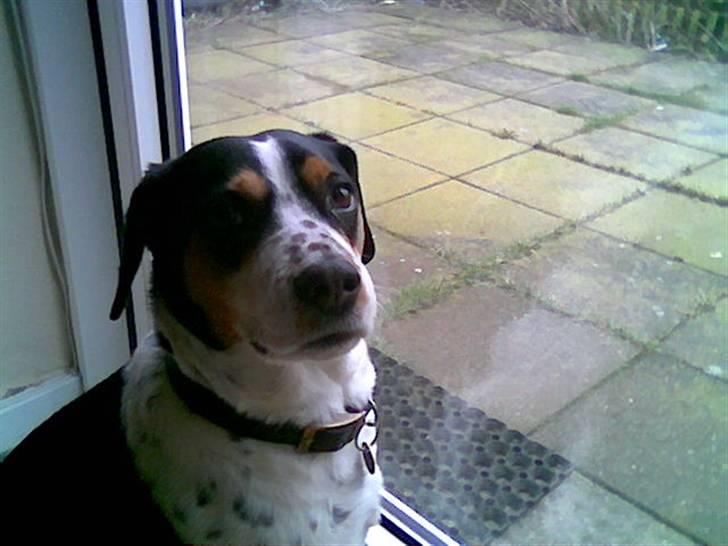 Blanding af racer Tarzan - Dejligt at se dig Igen billede 8