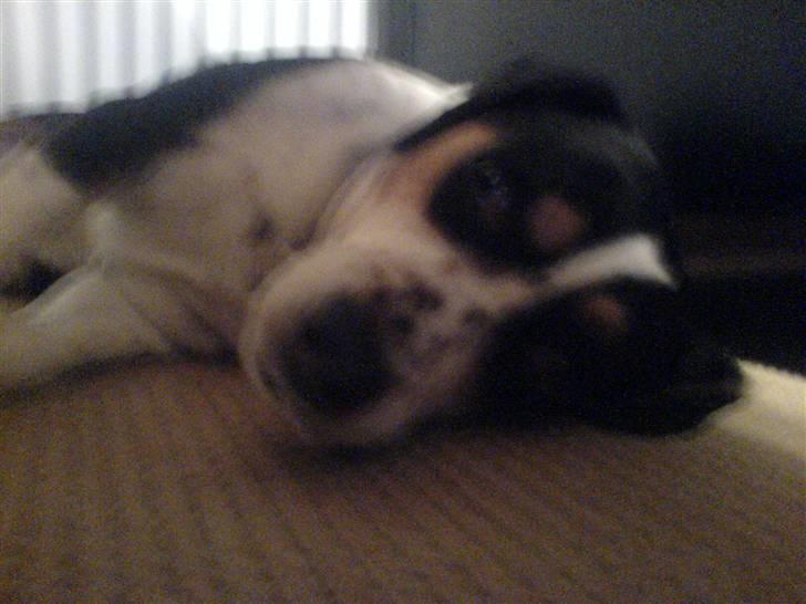 Blanding af racer Tarzan - Hvor ligger jeg dejligt billede 9