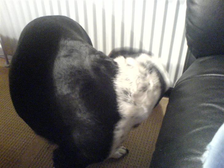 Blanding af racer Tarzan - Det klør på mit ben billede 10