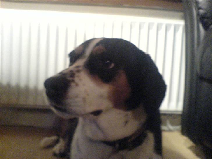 Blanding af racer Tarzan - Øh kom lige her over Bodyguard billede 11