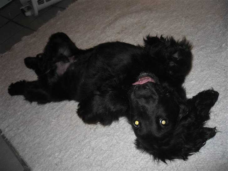 Cocker spaniel Charliiie<'33 billede 1