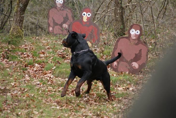 Rottweiler Victor - Uhh... Det er da utrolig hvad man skal udsættes for, når man skal avlskåres... billede 17