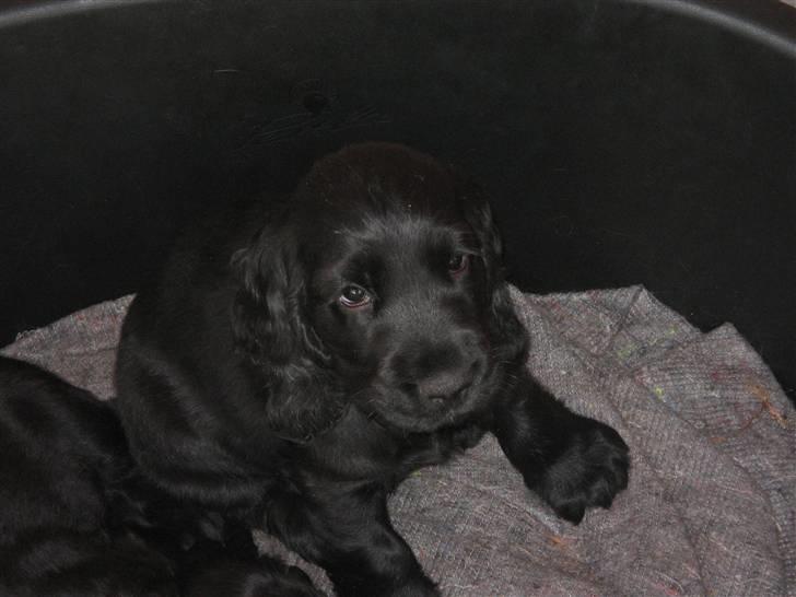 Cocker spaniel Charliiie<'33 billede 2