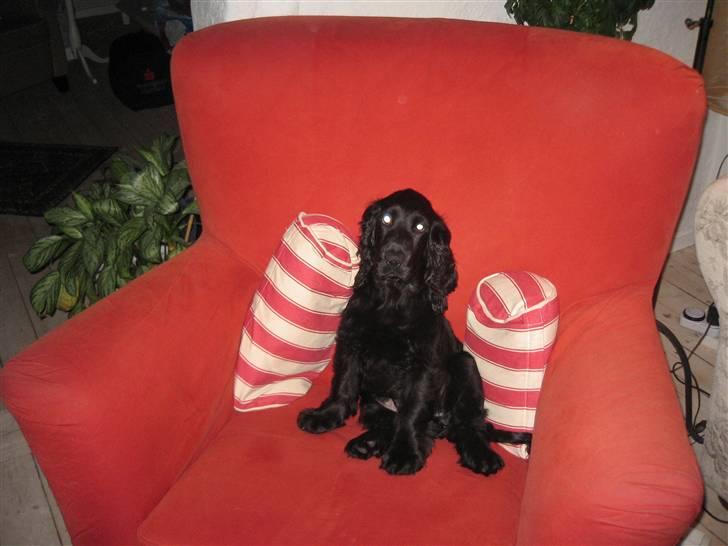 Cocker spaniel Charliiie<'33 billede 3