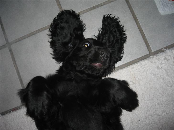 Cocker spaniel Charliiie<'33 billede 4