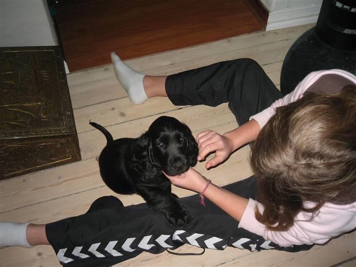 Cocker spaniel Charliiie<'33 billede 5