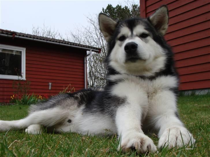 Alaskan malamute Golden Child/Aslan billede 17