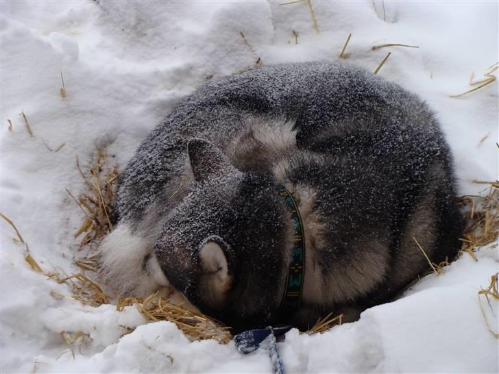 Alaskan malamute Golden Child/Aslan - Aslan sover dejligt i sarna febura 2010 billede 18