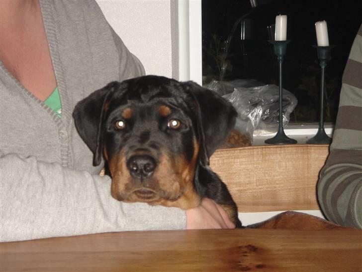 Rottweiler Victor billede 18