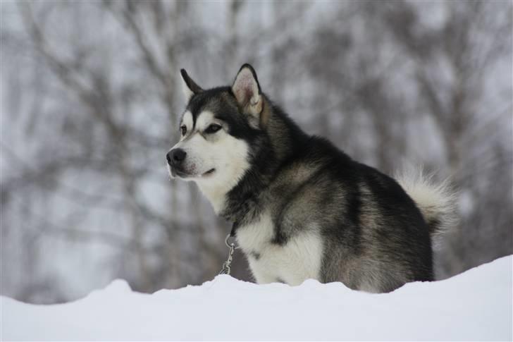 Alaskan malamute Golden Child/Aslan - Aslan i sarna. billede 19