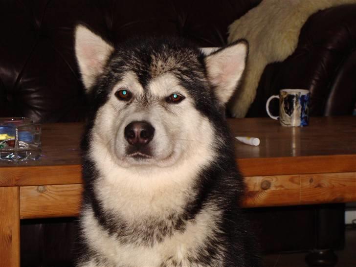 Alaskan malamute Golden Child/Aslan - Aslan har været i bad, det er han ikke specielt tilfreds med. billede 20