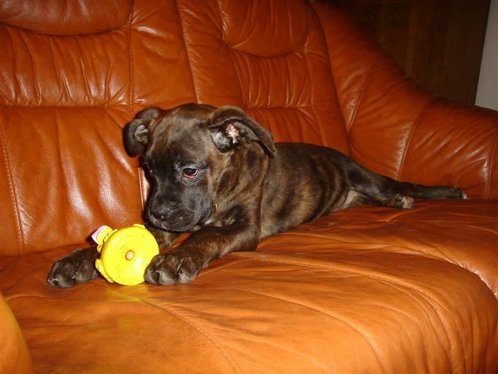 Blanding af racer Maggie billede 1