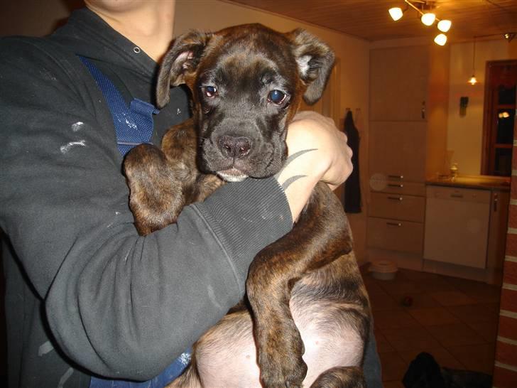 Blanding af racer Maggie billede 2