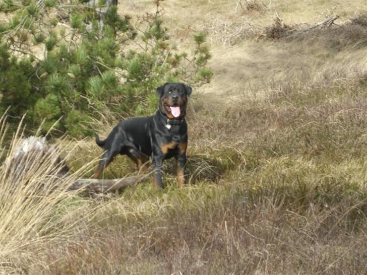 Rottweiler Victor - Er jeg ikke bare en flot fyr?? ;-) billede 19