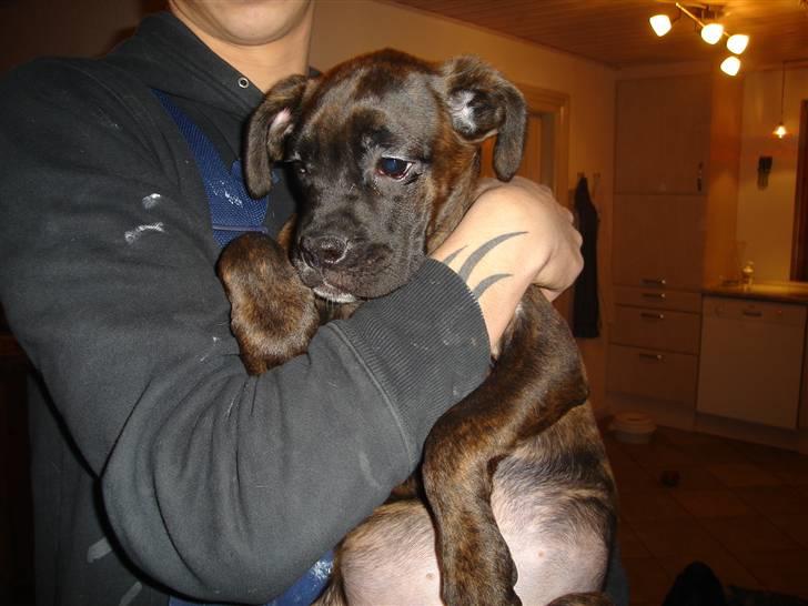 Blanding af racer Maggie billede 3