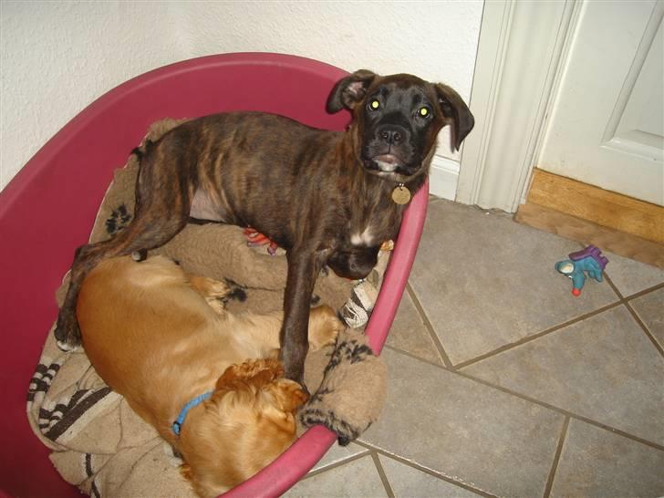 Blanding af racer Maggie billede 4