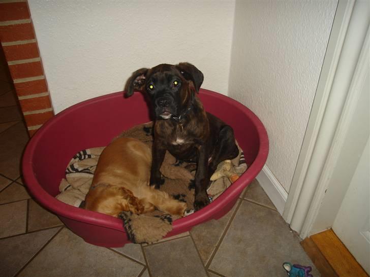 Blanding af racer Maggie billede 5