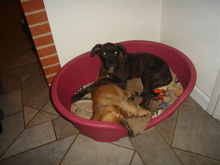 Blanding af racer Maggie billede 6