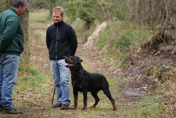 Rottweiler Victor - Ved lige hvad du mener!?!? billede 20