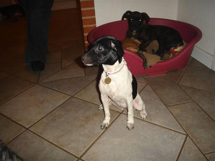 Dansk svensk gaardhund Kiila billede 1