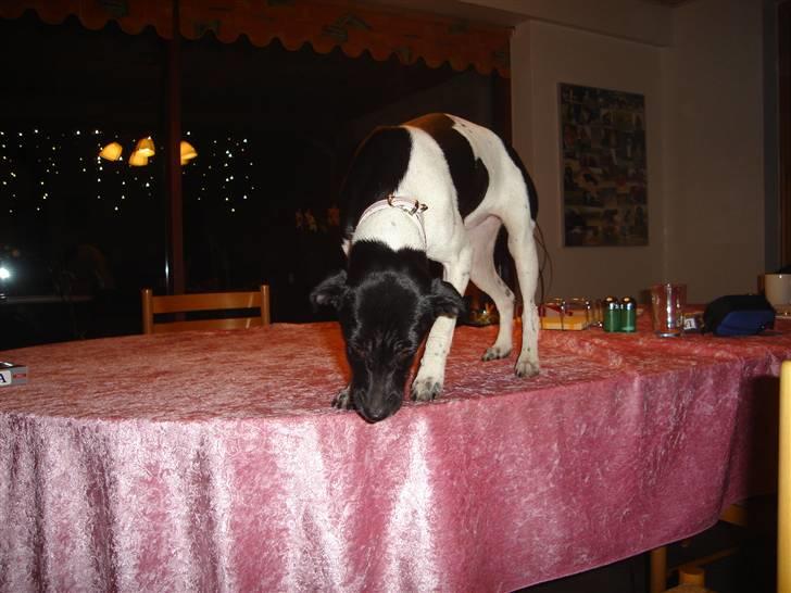 Dansk svensk gaardhund Kiila billede 2