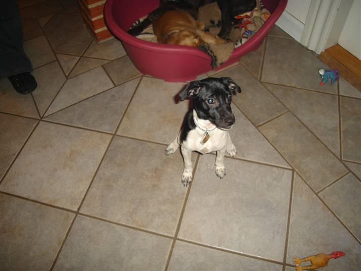 Dansk svensk gaardhund Kiila billede 3