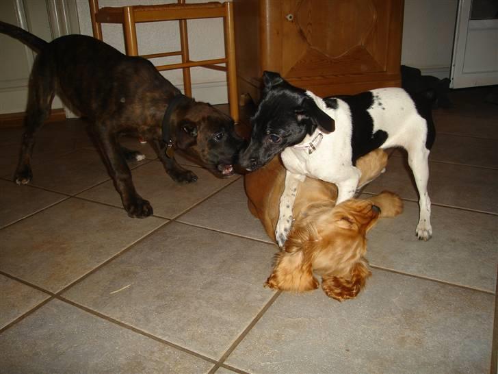 Dansk svensk gaardhund Kiila billede 4