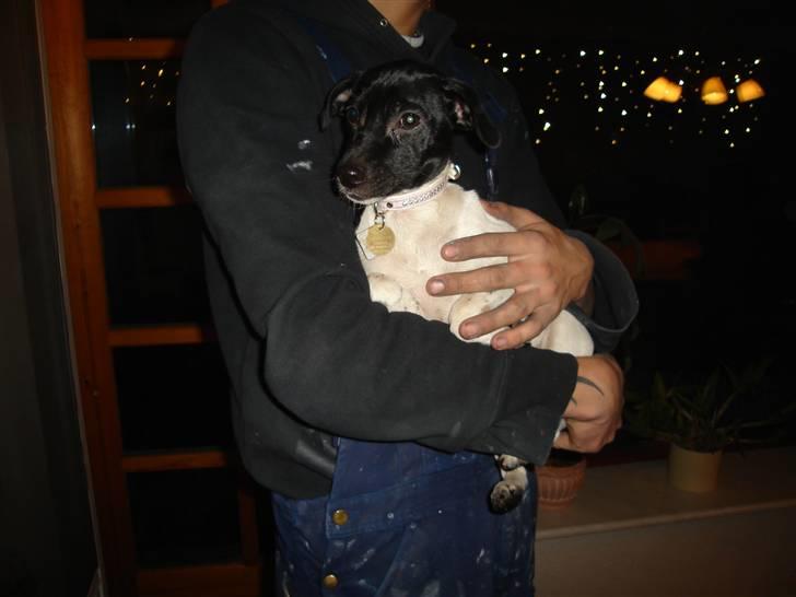 Dansk svensk gaardhund Kiila billede 5