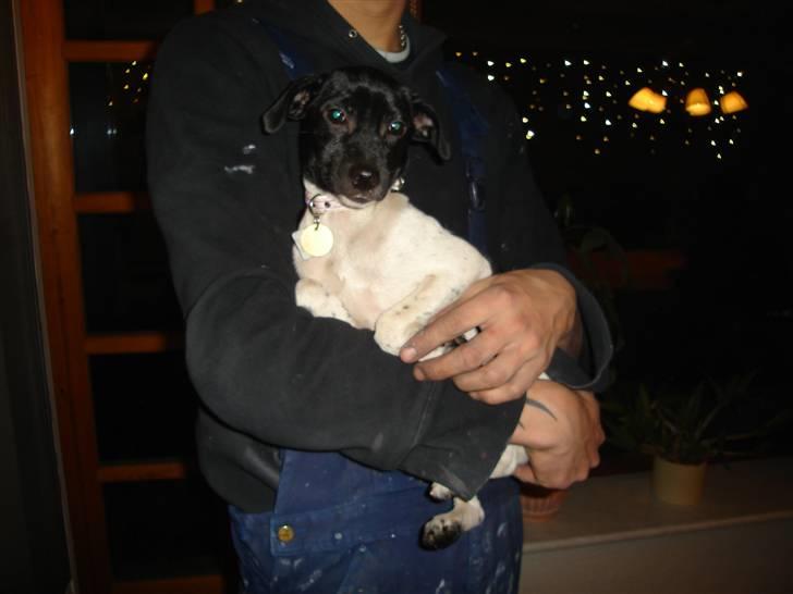 Dansk svensk gaardhund Kiila billede 6