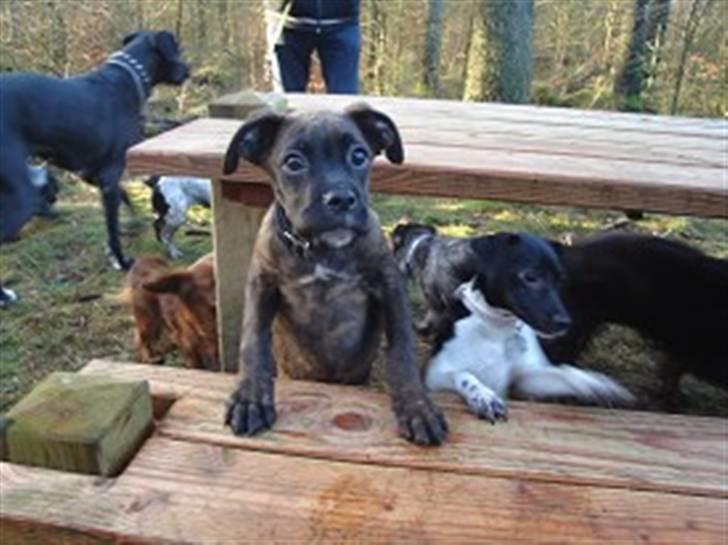 Dansk svensk gaardhund Kiila billede 7