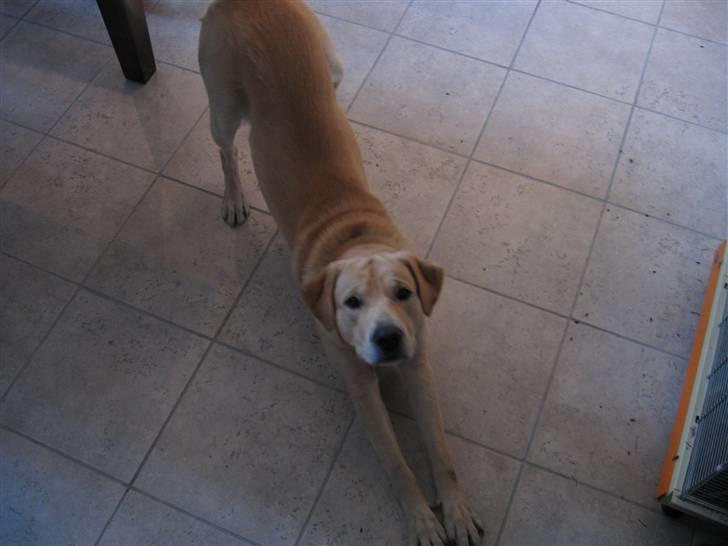 Labrador retriever Charlie billede 9