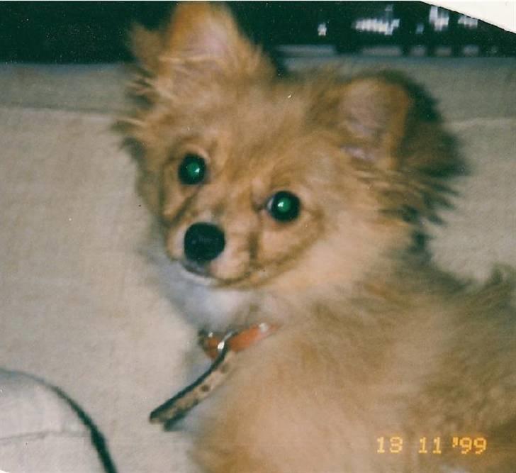 Blanding af racer Bella - Bella 16 uger gammel - d. 13. november 1999. billede 10