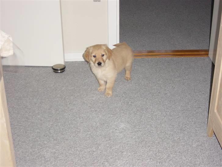 Golden retriever Skipper **DØD** - jeg er lidt genert er lige kommet til mit nye hjem billede 2