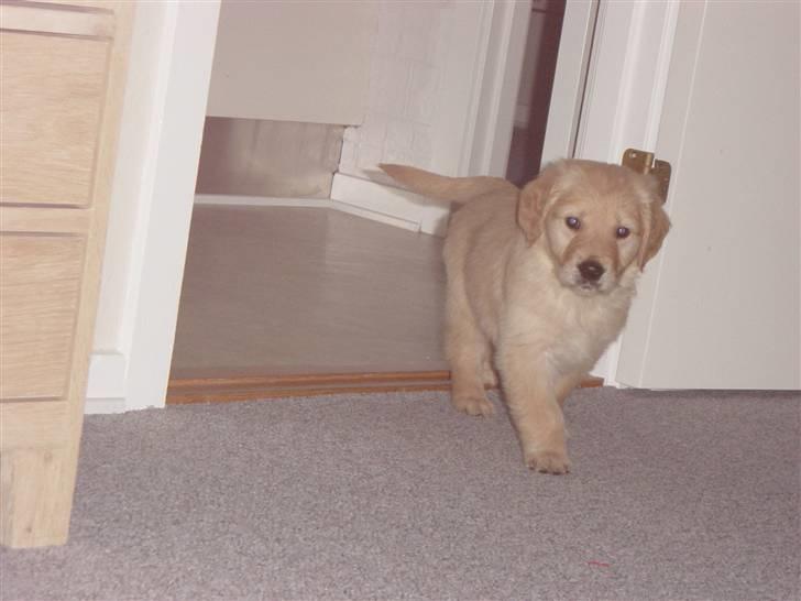 Golden retriever Skipper **DØD** billede 3