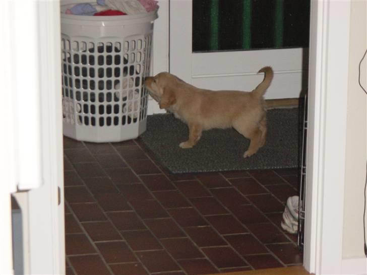 Golden retriever Skipper **DØD** - aha vasketøj mager nok godt. billede 4