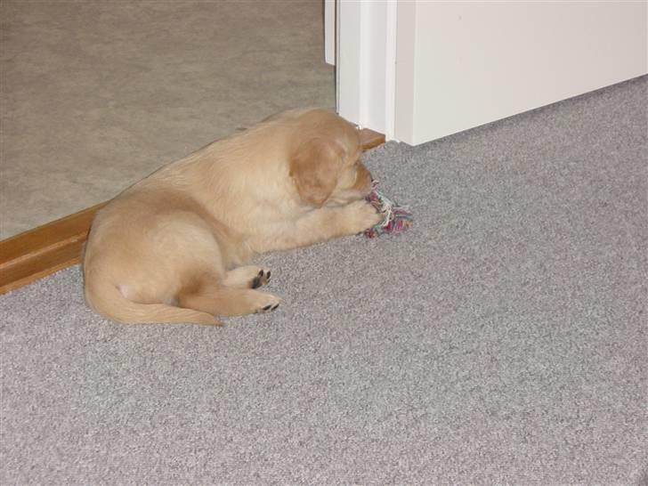 Golden retriever Skipper **DØD** billede 5