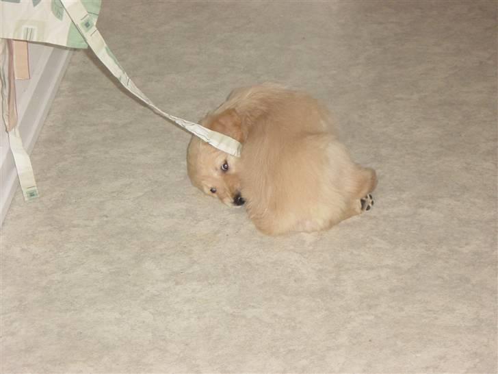 Golden retriever Skipper **DØD** billede 6