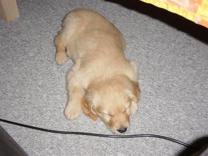 Golden retriever Skipper **DØD** - blev lige lidt træ. det er hårdt at lege med forklæde billede 7