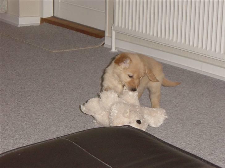 Golden retriever Skipper **DØD** - nu skal du få. jeg leger det er mine søskende billede 8