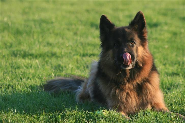 Schæferhund Thor R.I.P. billede 18