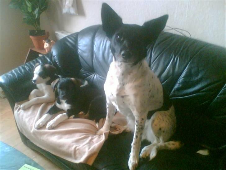 Alaskan husky Prixie TAR IKKE IMOD UDFO - Prixie tar den anden ende af sofaen, for B`s hvalpe SKAL jo kunne være der, hun er blevet så glad for dem. billede 8