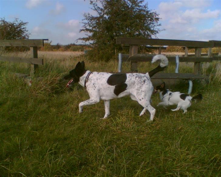Alaskan husky Prixie TAR IKKE IMOD UDFO - Mine dejlige "børn" Prixie med sin tro følgesvend som passer MEGET på hende, tænk hvis en anden hund sku ta hende fra ham. En grufuld tanke. ;o)) billede 9