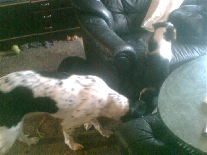 Alaskan husky Prixie TAR IKKE IMOD UDFO - rengøring af/efter en af hvalpene,den klarer "prixen" da lige, tænk at hun hadede synet af dem da de var mindre. billede 10