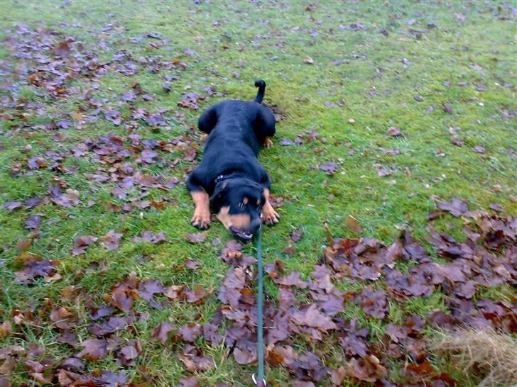 Rottweiler Tezza - kan du så komme igang med at lege, Mor ? billede 11