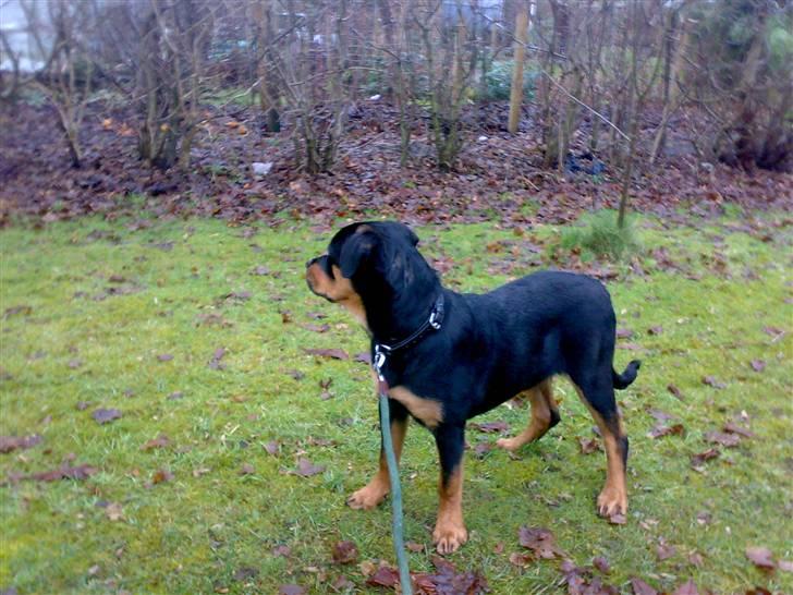 Rottweiler Tezza - flotte pige billede 13
