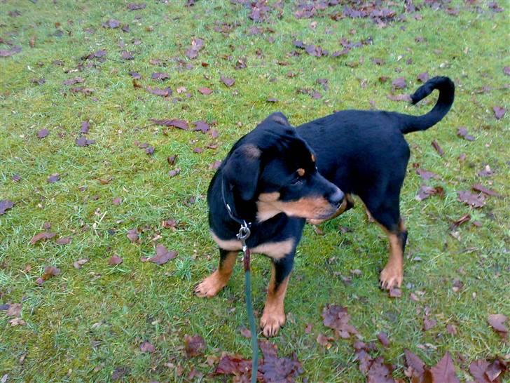 Rottweiler Tezza billede 14