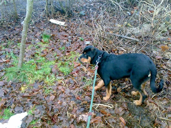 Rottweiler Tezza billede 15