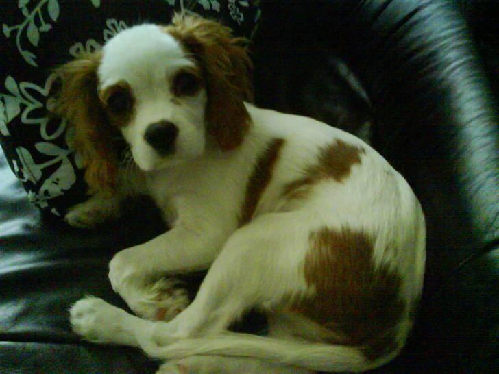 Cavalier king charles spaniel Nynne billede 16