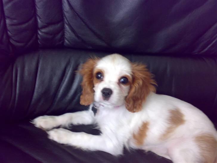 Cavalier king charles spaniel Nynne billede 17
